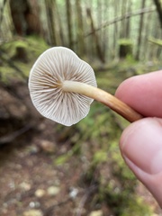 Hypholoma capnoides