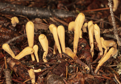 Clavariadelphus ligula