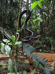 Chironius multiventris