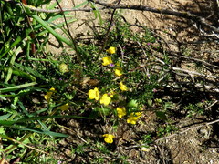 Hemimeris sabulosa