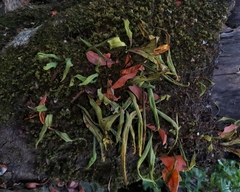 Notogrammitis angustifolia