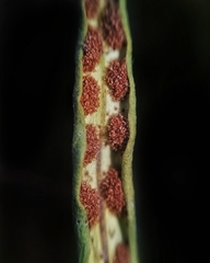 Notogrammitis angustifolia