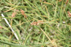 Carex gayana