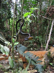 Chironius multiventris