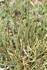 Ephedra chilensis