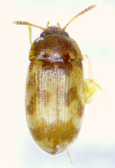 Mycetophagus flexuosus