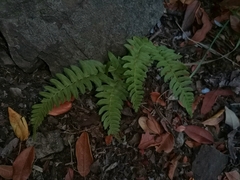 Blechnum hastatum