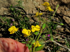 Hemimeris sabulosa