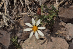 Mutisia sinuata