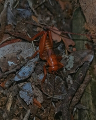 Cratomelus armatus