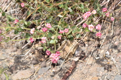 Viviania marifolia