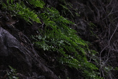 Polypodium