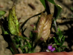 Hemimeris sabulosa