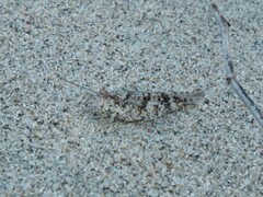 Heliastus sumichrasti