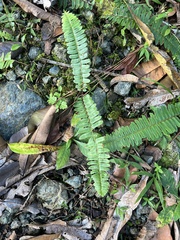 Nephrolepis rivularis
