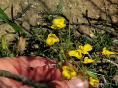 Hemimeris sabulosa