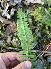 Nephrolepis rivularis
