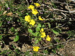 Hemimeris sabulosa