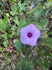 Ipomoea tiliacea