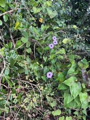 Ipomoea tiliacea