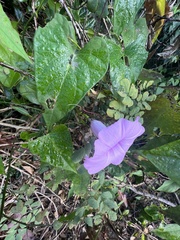 Ipomoea tiliacea