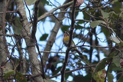 Chlorospingus flavopectus albifrons