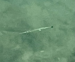 Tylosurus crocodilus