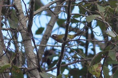 Chlorospingus flavopectus albifrons