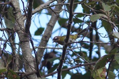 Chlorospingus flavopectus albifrons