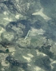 Tylosurus crocodilus