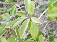 Capparis incana