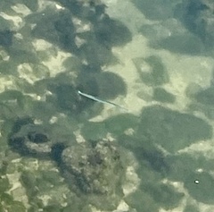 Tylosurus crocodilus