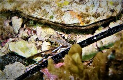 Nesogobius pulchellus