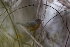 Diglossa baritula
