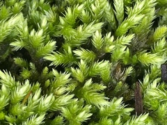 Brachythecium albicans