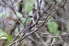 Eupherusa poliocerca