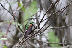 Eupherusa poliocerca