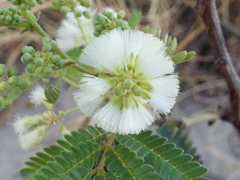 Acaciella