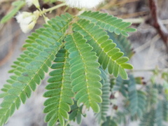 Acaciella