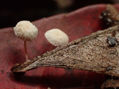 Collybiopsis ramealis