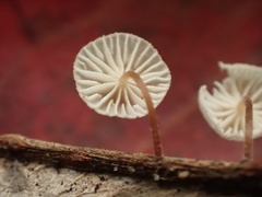 Collybiopsis ramealis