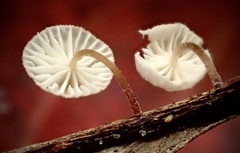 Collybiopsis ramealis