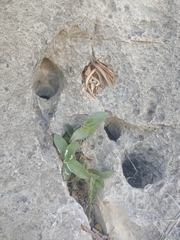 Tradescantia pallida