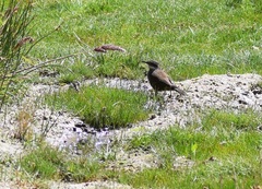 Cinclodes albiventris