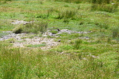 Cinclodes albiventris