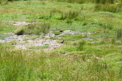 Cinclodes albiventris