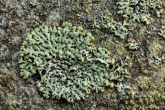 Menegazzia