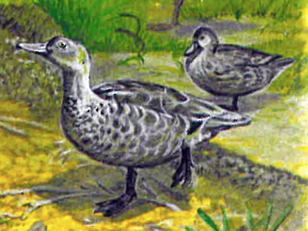 Mauritius Duck (Anas theodori) photo