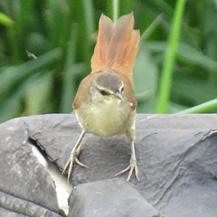 Certhiaxis cinnamomeus