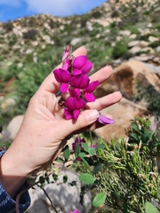 Lathyrus vestitus alefeldii